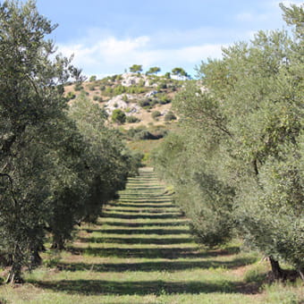 Cibo liofilizzato MX3 Snack Bœuf Herbes De Provence - Estate 2023