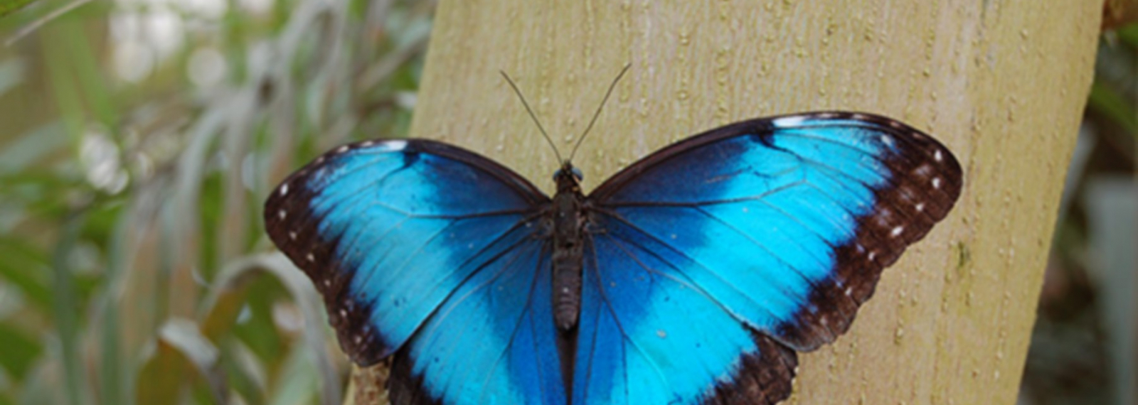Le Carbet Amazonien, ferme aux papillons