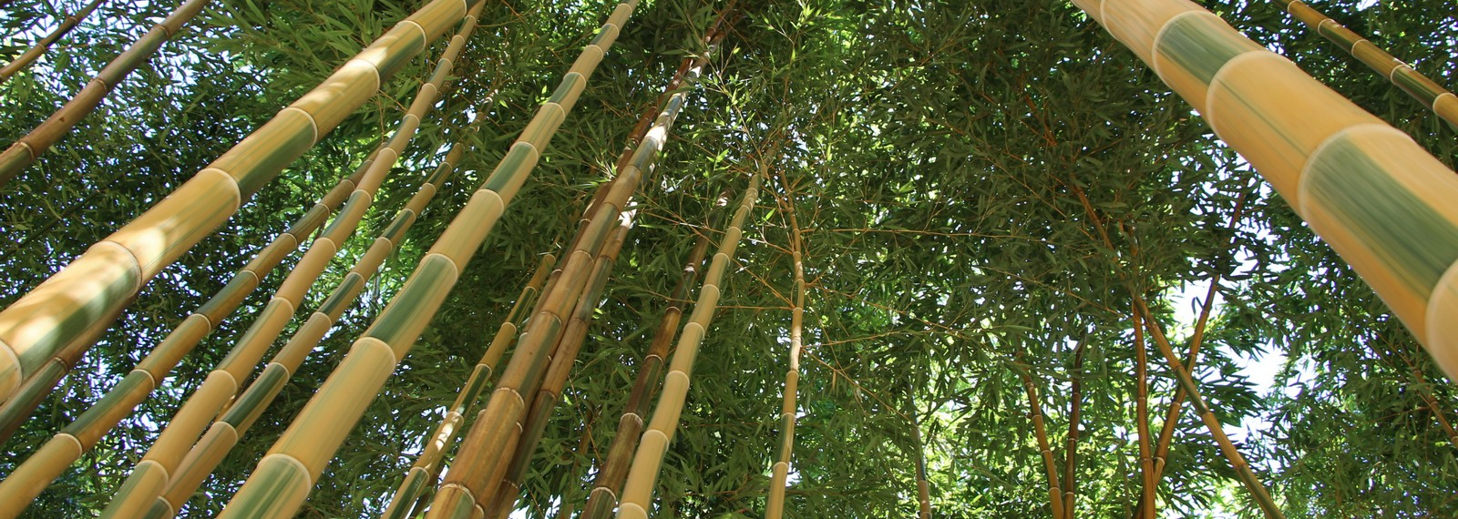 Jardin Bambous en Provence à Eyragues