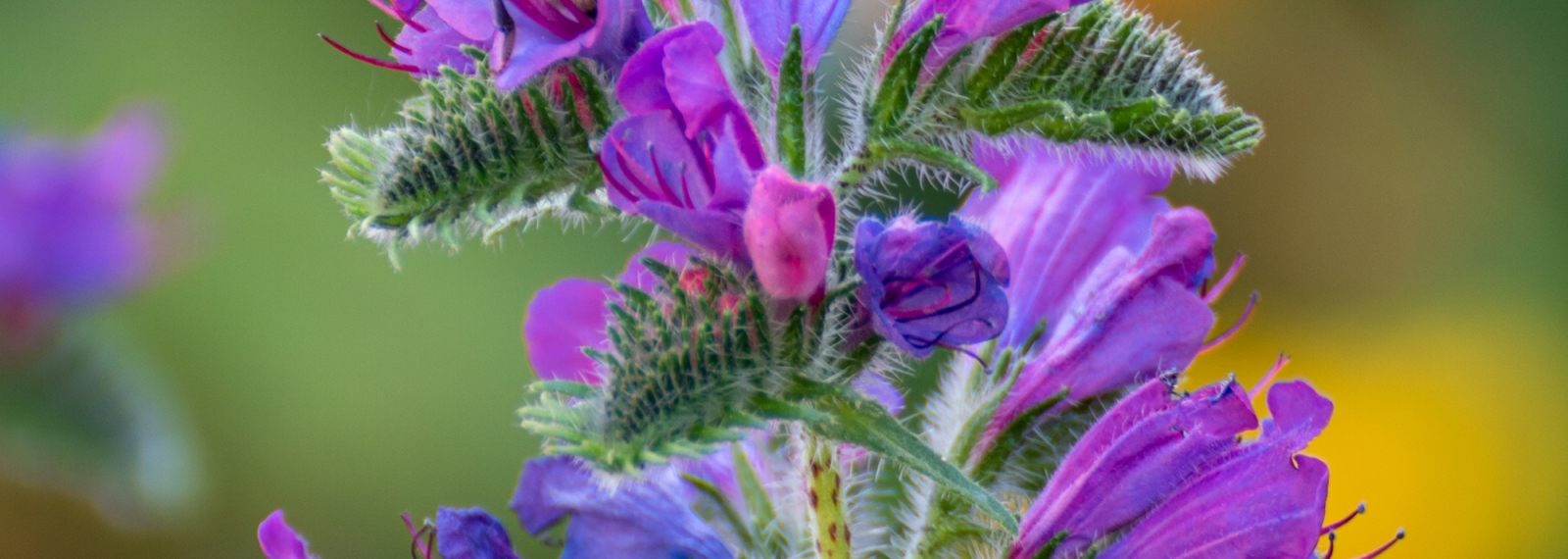 Sortie nature : La flore des Alpilles